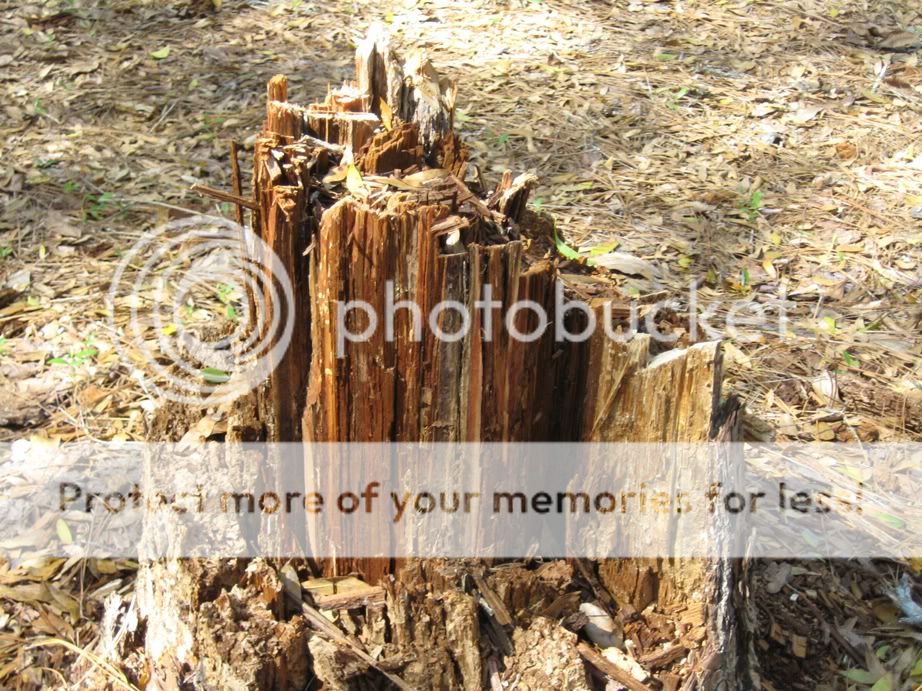 Fat wood it's where you find it